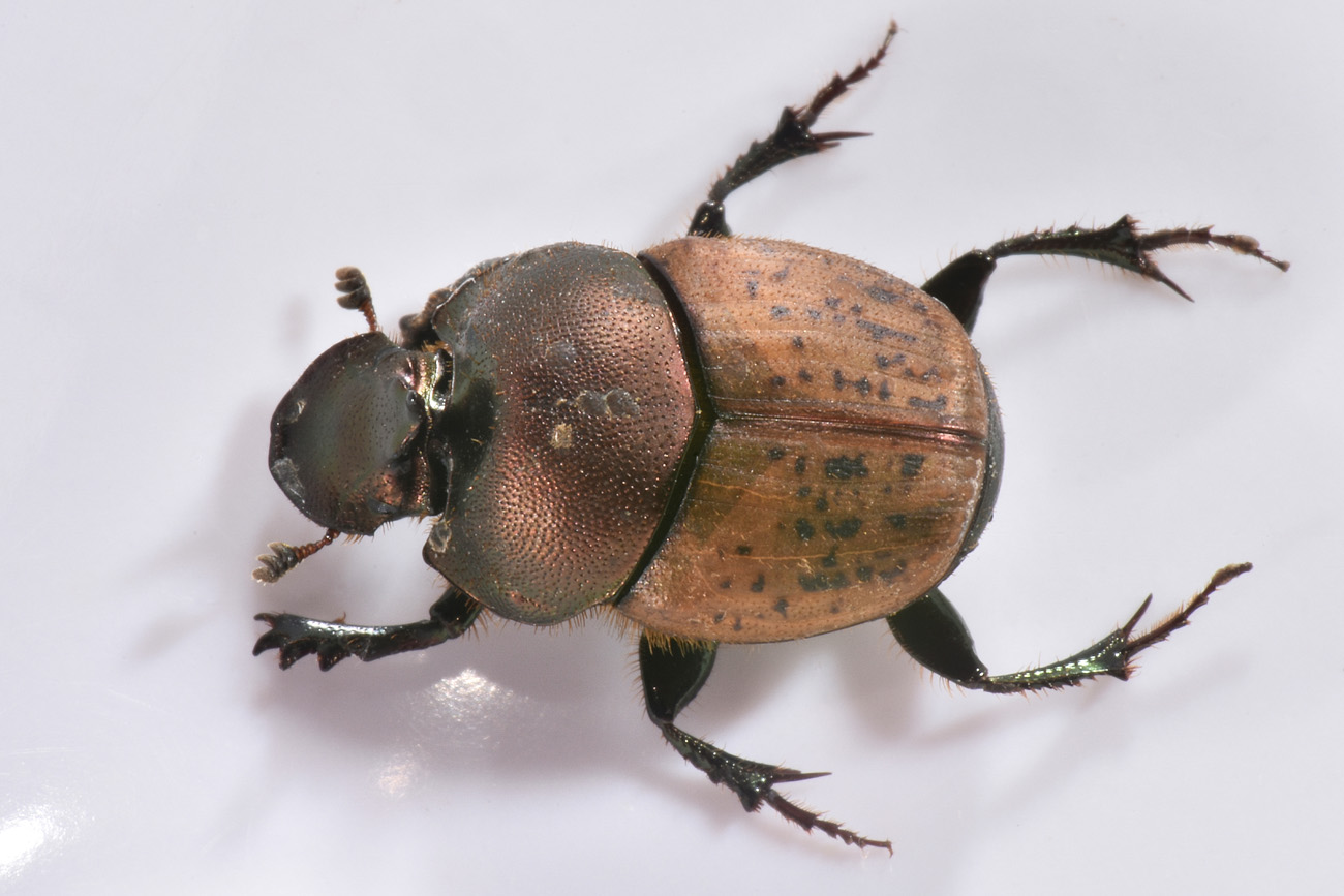 Scarabaeidae: Onthophagus coenobita? S, maschio.
